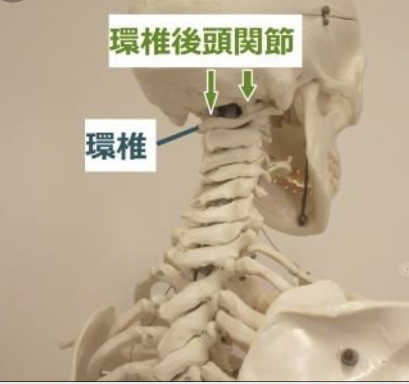 環椎後頭関節の説明